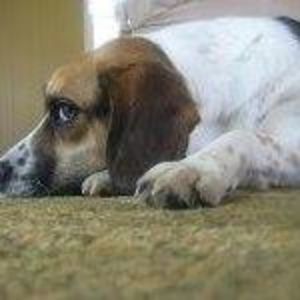 Meet your Posher, Frances